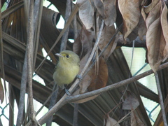 Vireo pallens
