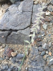 Melica transsilvanica