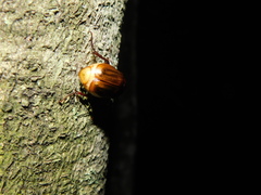 Amphitrichia constricta