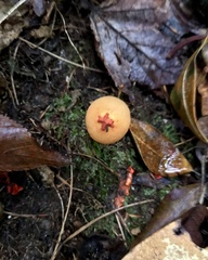 Calostoma
