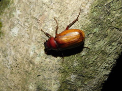 Amphitrichia constricta