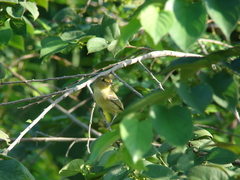 Vireo pallens