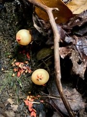 Calostoma