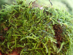 Herzogiella adscendens