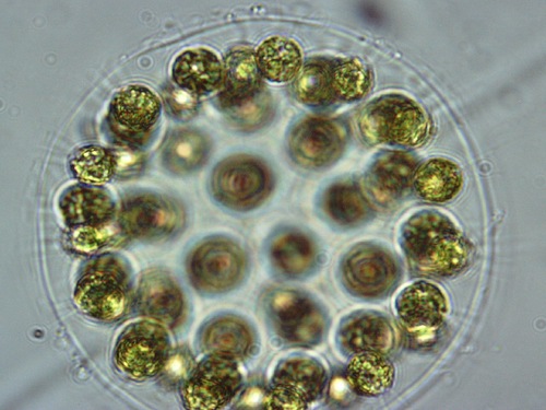 Eudorina elegans