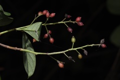 Viburnum odoratissimum