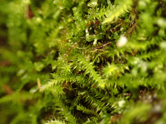 Herzogiella adscendens