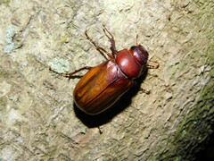 Amphitrichia constricta