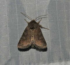 Eriopygini