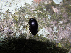 Amarygmus
