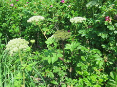 Angelica gmelinii