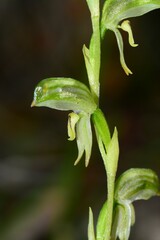 Pterostylis diminuta