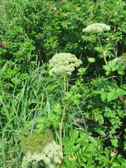 Angelica gmelinii