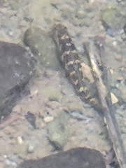 Sicyopterus lagocephalus