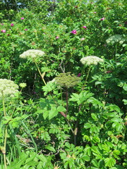 Angelica gmelinii