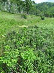 Angelica gmelinii