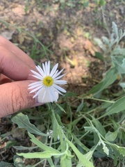 Erigeron coulteri