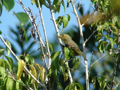 Vireo pallens
