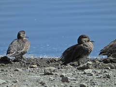 Anas crecca carolinensis