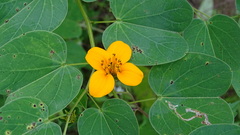 Sclerocarpus divaricatus