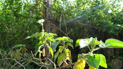 Croton ciliatoglandulifer