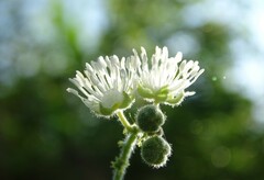 Croton ciliatoglandulifer