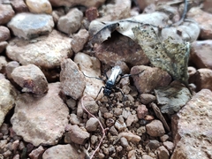 Tachypompilus analis