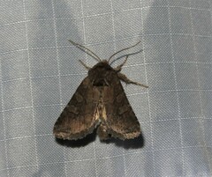Eriopygini