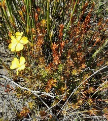 Hibbertia pustulata
