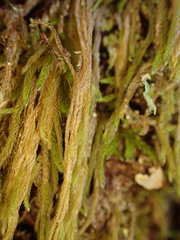 Hypnum circinale
