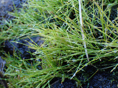 Eleocharis parvula