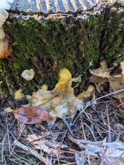 Badhamia utricularis