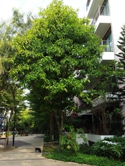 Dillenia philippinensis