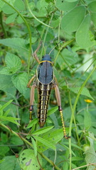 Brachystola behrensii
