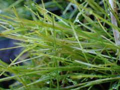 Eleocharis parvula