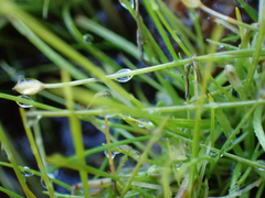 Eleocharis parvula
