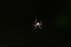 Araneus thaddeus