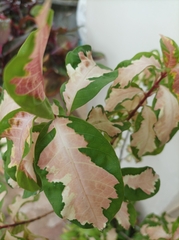 Graptophyllum pictum