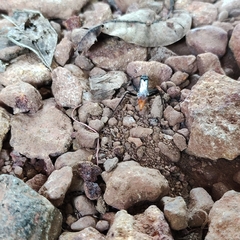 Tachypompilus analis