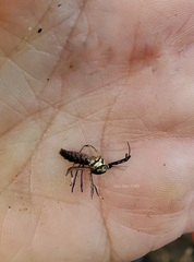 Toxorhynchites rutilus