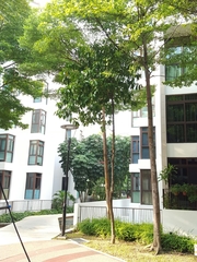 Dillenia philippinensis