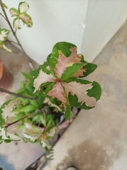 Graptophyllum pictum