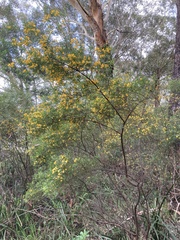 Pultenaea flexilis