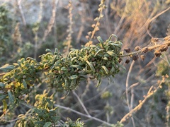 Ambrosia acanthicarpa