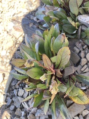 Solidago simplex