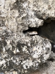 Concinnia brachysoma