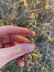Ambrosia acanthicarpa