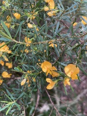 Pultenaea flexilis