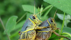 Brachystola behrensii