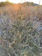 Ambrosia acanthicarpa